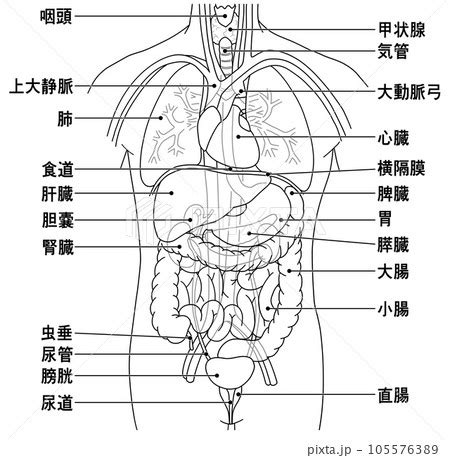 男人器官圖